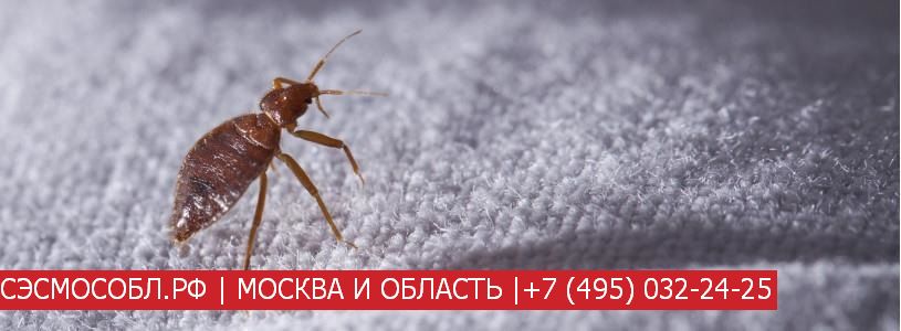 Кусают в кровати насекомые